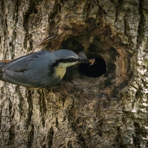 Redwell   27 05 2020   D500   Les 484.jpg